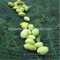 Ernteschutznetz zum Verpacken von Oliven oder Früchten